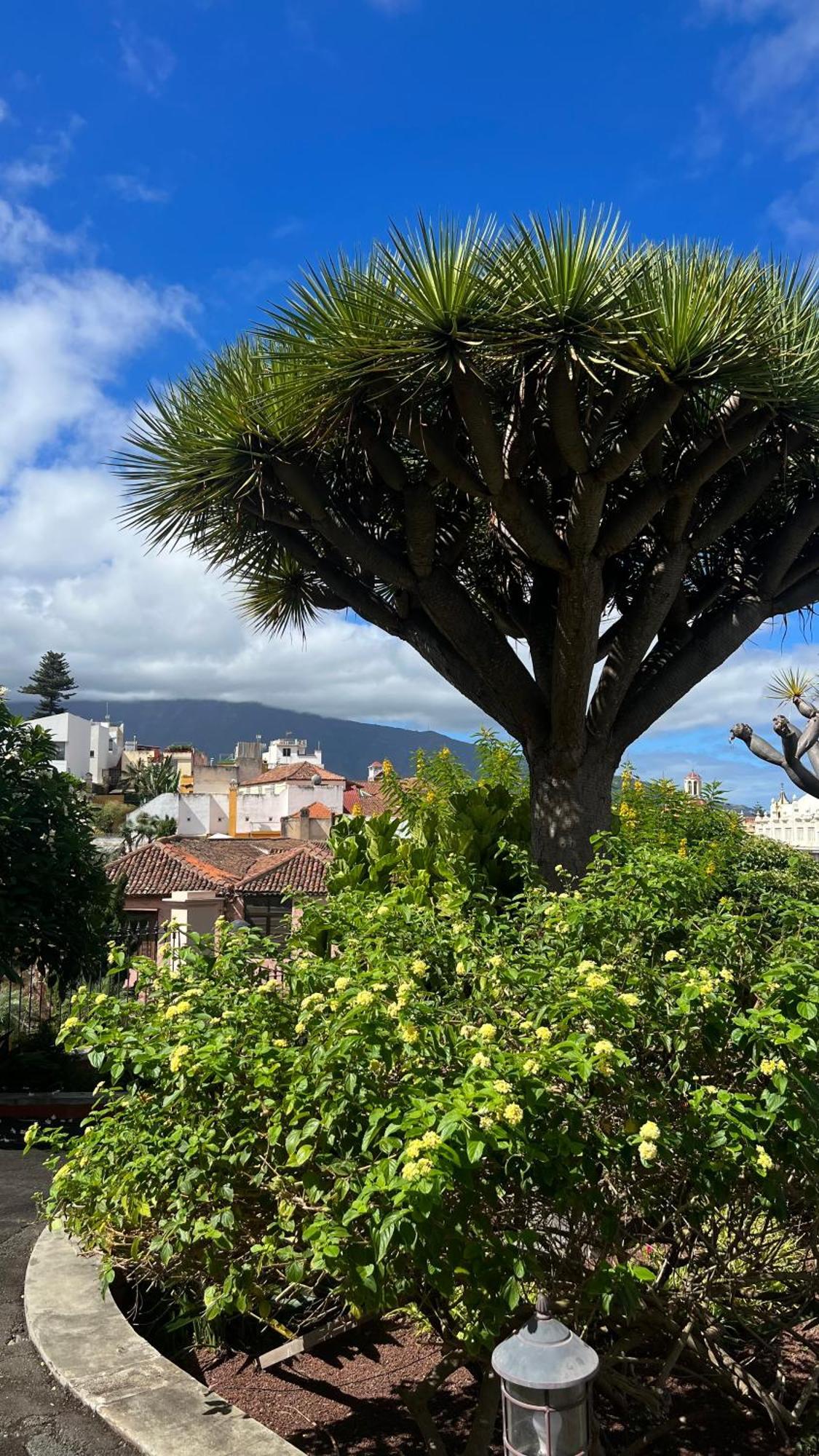 Tenerife Te Espera! Leilighet Icod De Los Vinos Eksteriør bilde